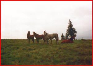 Chevaux en libert